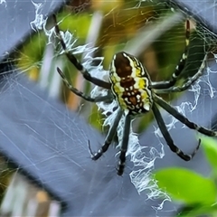 Unidentified Orb-weaving spider (several families) at North Lakes, QLD - 25 Dec 2024 by trevorpreston