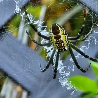 Unidentified Orb-weaving spider (several families) at North Lakes, QLD - 25 Dec 2024 by trevorpreston