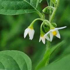 Unidentified Other Wildflower or Herb at North Lakes, QLD - 25 Dec 2024 by trevorpreston