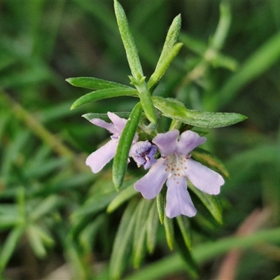 Unverified Other Shrub at North Lakes, QLD - 25 Dec 2024 by trevorpreston
