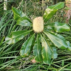 Banksia robur at North Lakes, QLD - 25 Dec 2024 by trevorpreston