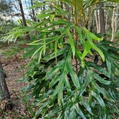 Unidentified Other Shrub at North Lakes, QLD - 25 Dec 2024 by trevorpreston