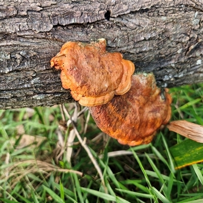 Trametes coccinea (Scarlet Bracket) at North Lakes, QLD - 25 Dec 2024 by trevorpreston