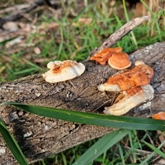 Trametes coccinea at North Lakes, QLD - 25 Dec 2024 06:06 PM