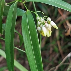 Unidentified Climber or Mistletoe at North Lakes, QLD - 25 Dec 2024 by trevorpreston