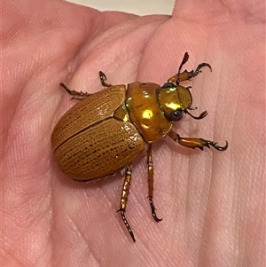 Anoplognathus brunnipennis at Jerrabomberra, NSW - 25 Dec 2024