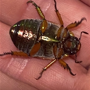 Anoplognathus brunnipennis at Jerrabomberra, NSW - suppressed