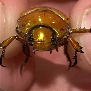 Anoplognathus brunnipennis at Jerrabomberra, NSW - 25 Dec 2024