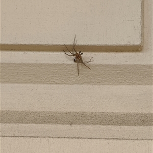 Oxyopidae (family) (Lynx spider) at Griffith, ACT by arcencielbleu