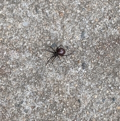 Steatoda grossa (Cupboard or Brown house spider) at Griffith, ACT - 29 Nov 2024 by arcencielbleu