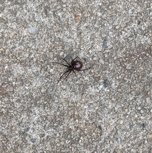 Steatoda grossa (Cupboard or Brown house spider) at Griffith, ACT by arcencielbleu