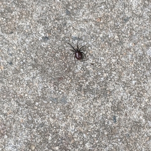 Steatoda grossa at Griffith, ACT - 29 Nov 2024 11:44 AM