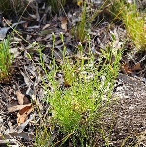 Vittadinia muelleri (Narrow-leafed New Holland Daisy) at Hawker, ACT by sangio7