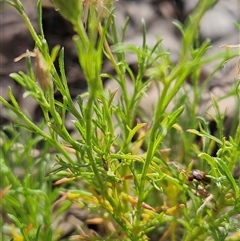 Vittadinia muelleri at Hawker, ACT - 23 Dec 2024