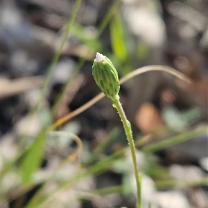 Vittadinia muelleri at Hawker, ACT - 23 Dec 2024