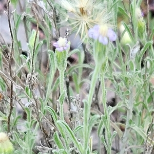 Vittadinia gracilis (New Holland Daisy) at Hawker, ACT by sangio7