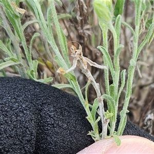 Vittadinia gracilis at Hawker, ACT - 23 Dec 2024