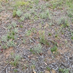 Vittadinia gracilis at Hawker, ACT - 23 Dec 2024