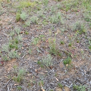 Vittadinia gracilis at Hawker, ACT - 23 Dec 2024