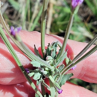 Epilobium billardiereanum subsp. cinereum (Hairy Willow Herb) at Whitlam, ACT - 22 Dec 2024 by sangio7