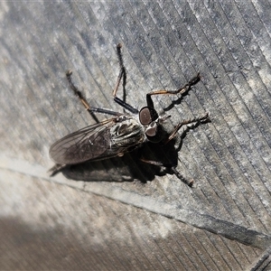 Cerdistus sp. (genus) at Hawker, ACT - 23 Dec 2024