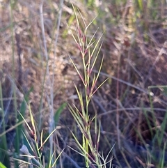 Aristida ramosa (Purple Wire Grass) at Hawker, ACT - 23 Dec 2024 by sangio7