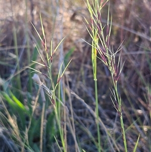 Aristida ramosa at Hawker, ACT - 24 Dec 2024