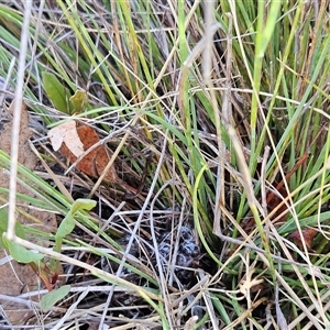 Aristida ramosa at Hawker, ACT - 24 Dec 2024