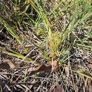 Lomandra filiformis subsp. coriacea at Hawker, ACT - 24 Dec 2024