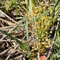 Lomandra filiformis subsp. coriacea at Hawker, ACT - 24 Dec 2024