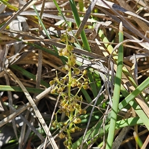 Lomandra filiformis subsp. coriacea at Hawker, ACT - 24 Dec 2024