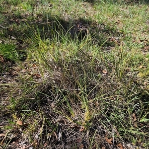 Lomandra filiformis subsp. coriacea at Hawker, ACT - 24 Dec 2024