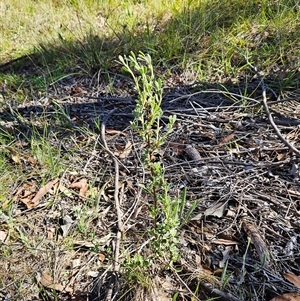 Hibbertia obtusifolia at Hawker, ACT - 24 Dec 2024 09:24 AM