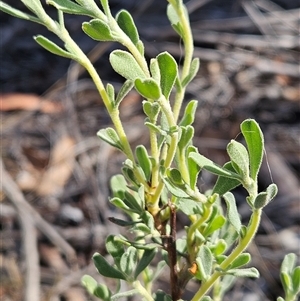 Hibbertia obtusifolia at Hawker, ACT - 24 Dec 2024 09:24 AM