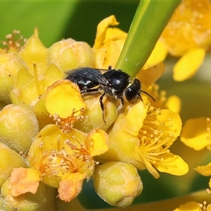 Unidentified Bee (Hymenoptera, Apiformes) at Wodonga, VIC by KylieWaldon