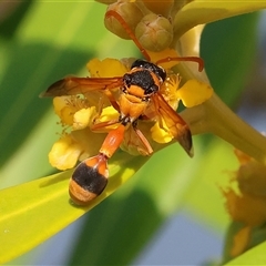 Delta bicinctum (Potter wasp) at Wodonga, VIC - 22 Dec 2024 by KylieWaldon