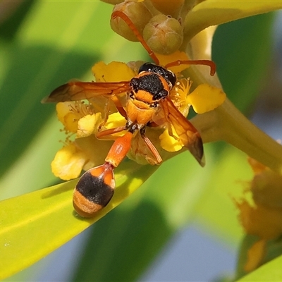 Delta bicinctum (Potter wasp) at Wodonga, VIC - 22 Dec 2024 by KylieWaldon