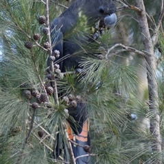 Calyptorhynchus lathami lathami (Glossy Black-Cockatoo) at Colo Vale, NSW - 6 May 2018 by GITM2