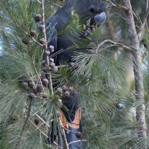 Calyptorhynchus lathami lathami at Colo Vale, NSW - suppressed