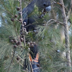 Calyptorhynchus lathami lathami (Glossy Black-Cockatoo) at Colo Vale, NSW by GITM2