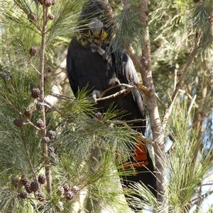 Calyptorhynchus lathami lathami at Colo Vale, NSW - 6 May 2018