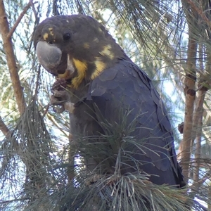 Calyptorhynchus lathami lathami at Colo Vale, NSW - suppressed