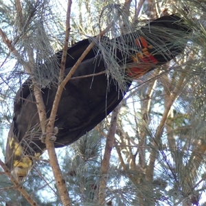 Calyptorhynchus lathami lathami at Colo Vale, NSW - suppressed