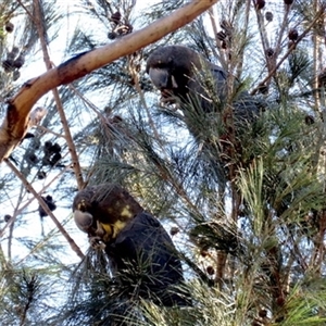 Calyptorhynchus lathami lathami at Colo Vale, NSW - 6 May 2018