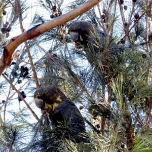 Calyptorhynchus lathami lathami at Colo Vale, NSW - suppressed