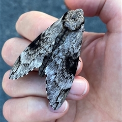 Agrius godarti (Godart's Hawk Moth) at Kambah, ACT - 26 Dec 2024 by sduus