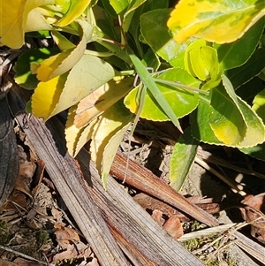 Acrida conica (Giant green slantface) at Karabar, NSW by norgaria