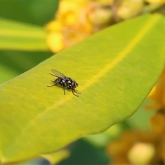 Unidentified True fly (Diptera) at Wodonga, VIC - 21 Dec 2024 by KylieWaldon