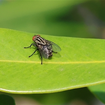 Sarcophagidae (family) (Unidentified flesh fly) at Wodonga, VIC - 22 Dec 2024 by KylieWaldon