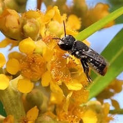 Megachile ferox at Wodonga, VIC - 22 Dec 2024 by KylieWaldon